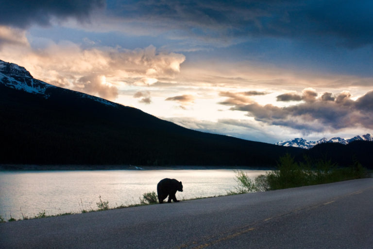 black bear sunset mountains