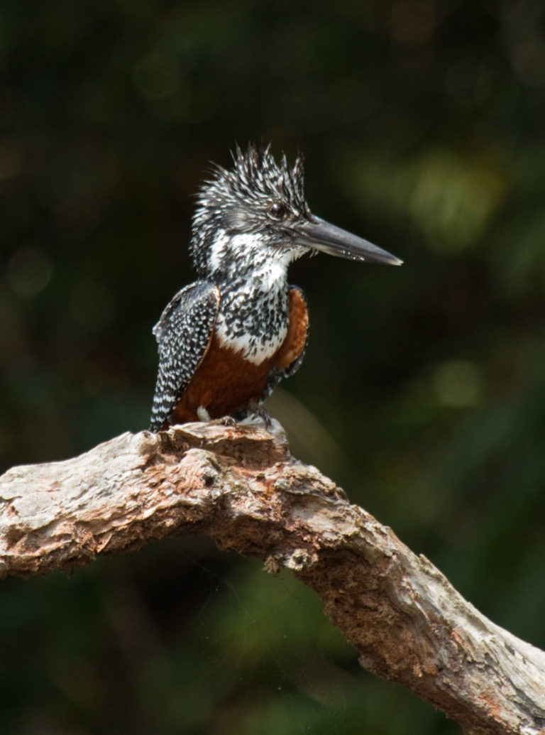 Giant Kingfisher