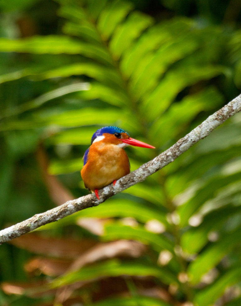 Malachite Kingfisher