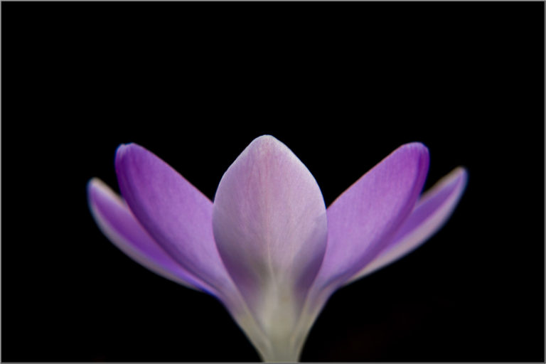 Purple crocus flower