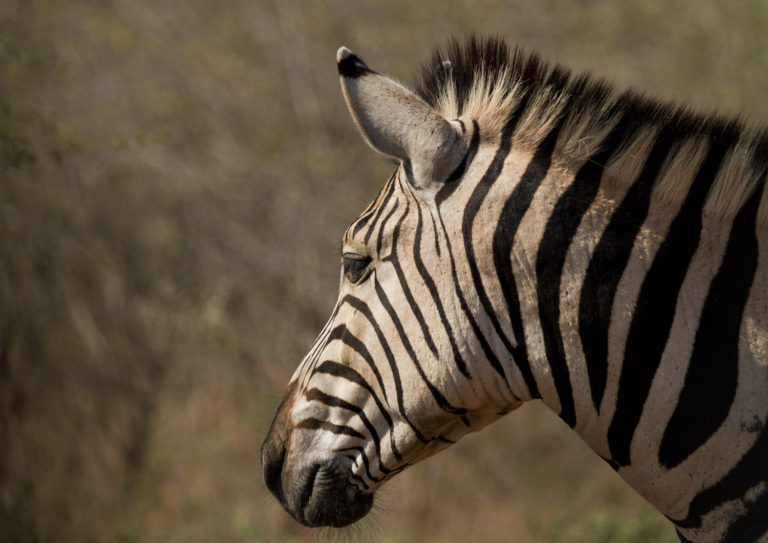 zebra face close-up