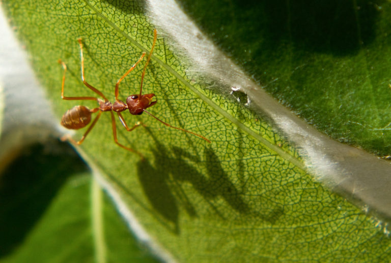 Weaver ant close-up shadow