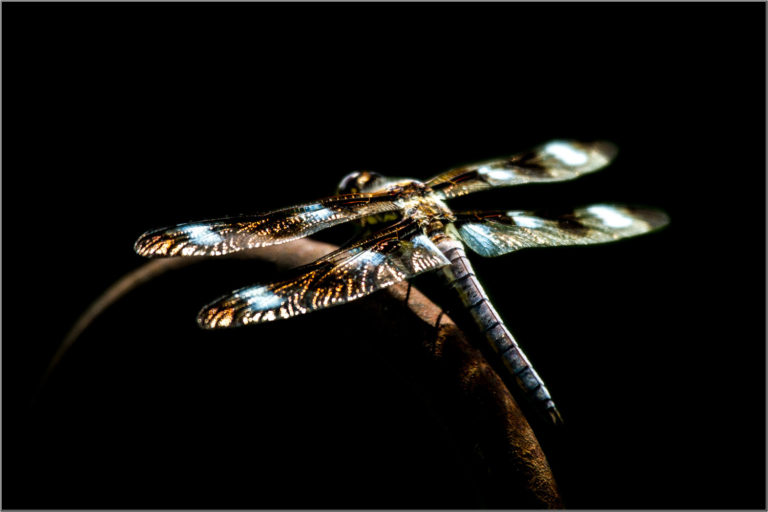 Dragonfly shadow