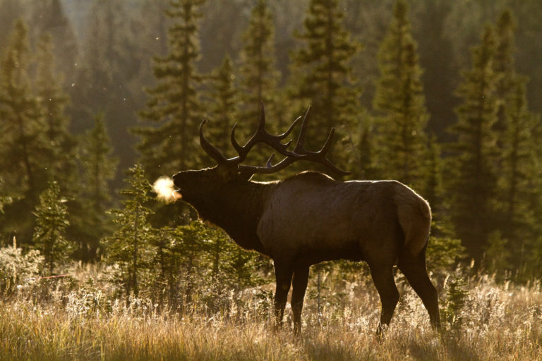 Elk bugle