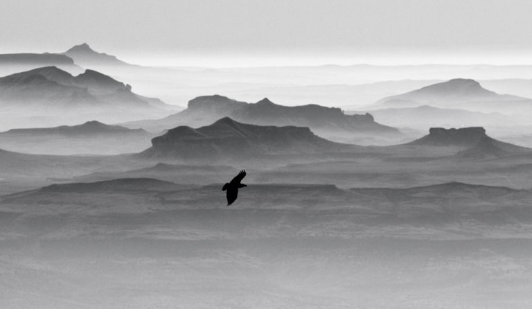 Black and white mountains bird flight