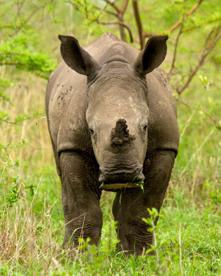 Rhinoceros baby eating