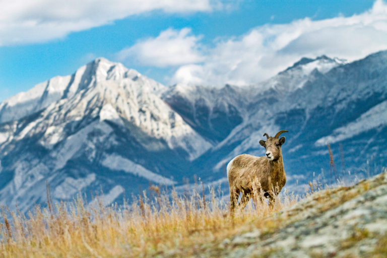 Bighorn sheep ewe mountains