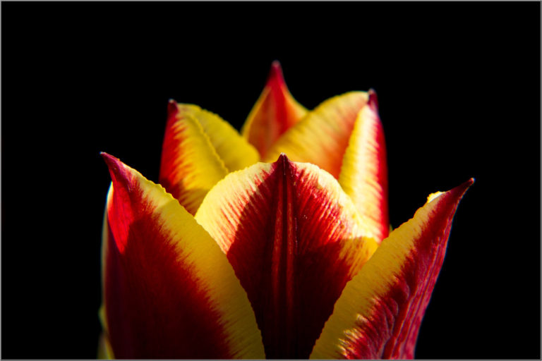 Red and yellow tulip flower cose-up