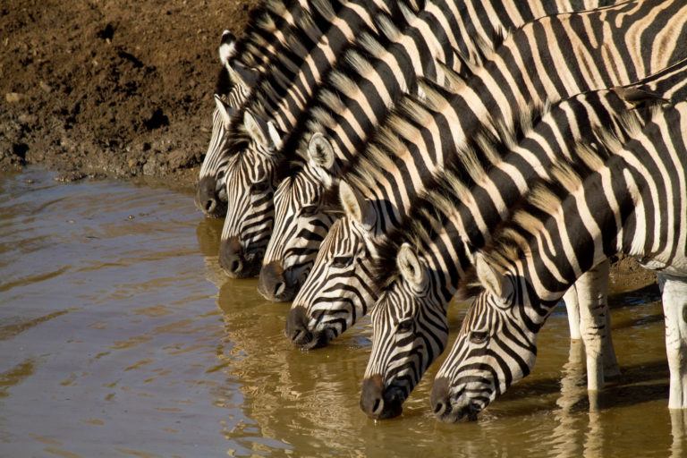 Zebra line drinking