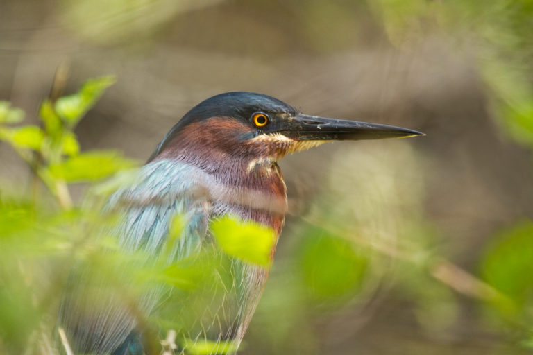 Green heron