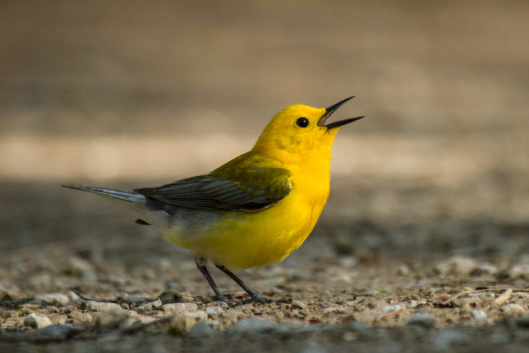 Prothonotary Warbler