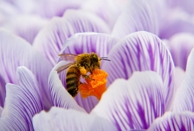 Honey Bee crocus flower