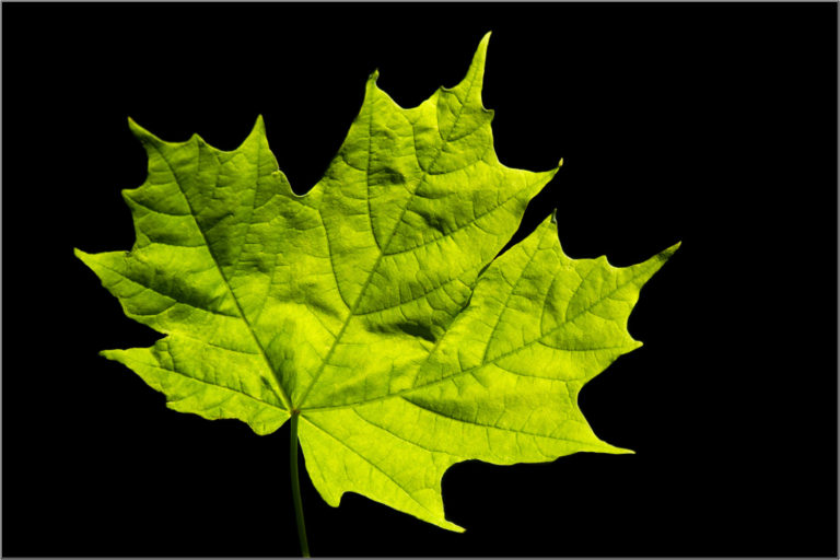 Green maple leaf