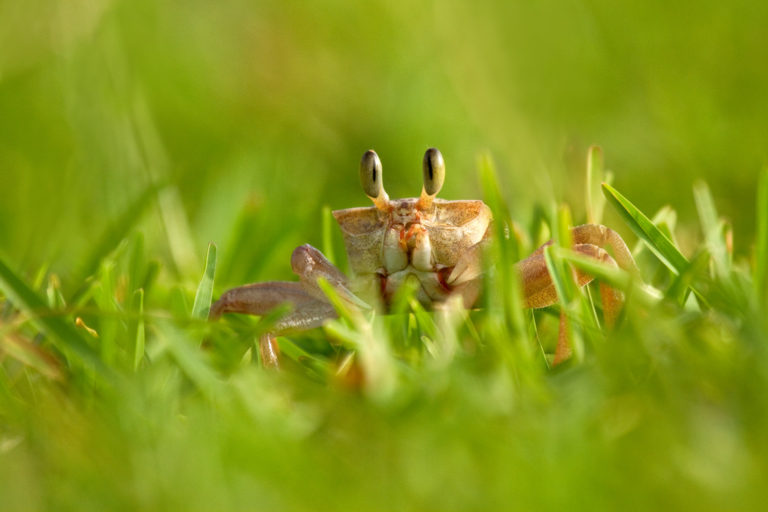 Ghost crab grass