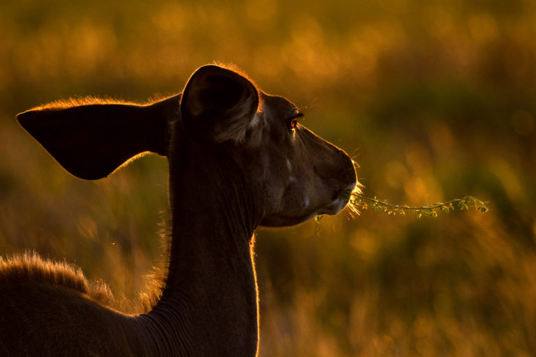 Antelope kudu female eating sunset