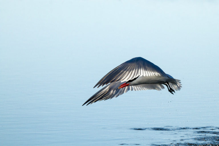 Caspian Tern