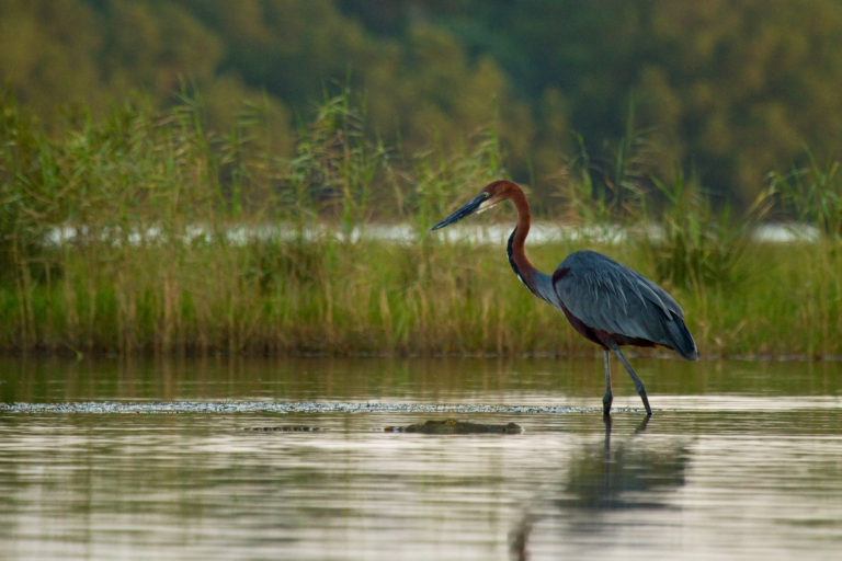 Goliath Heron Nile Crocodile