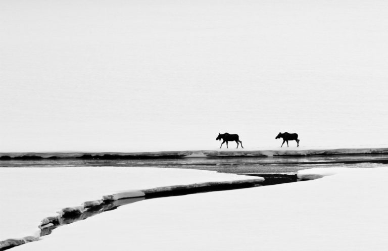 Black and white moose snow