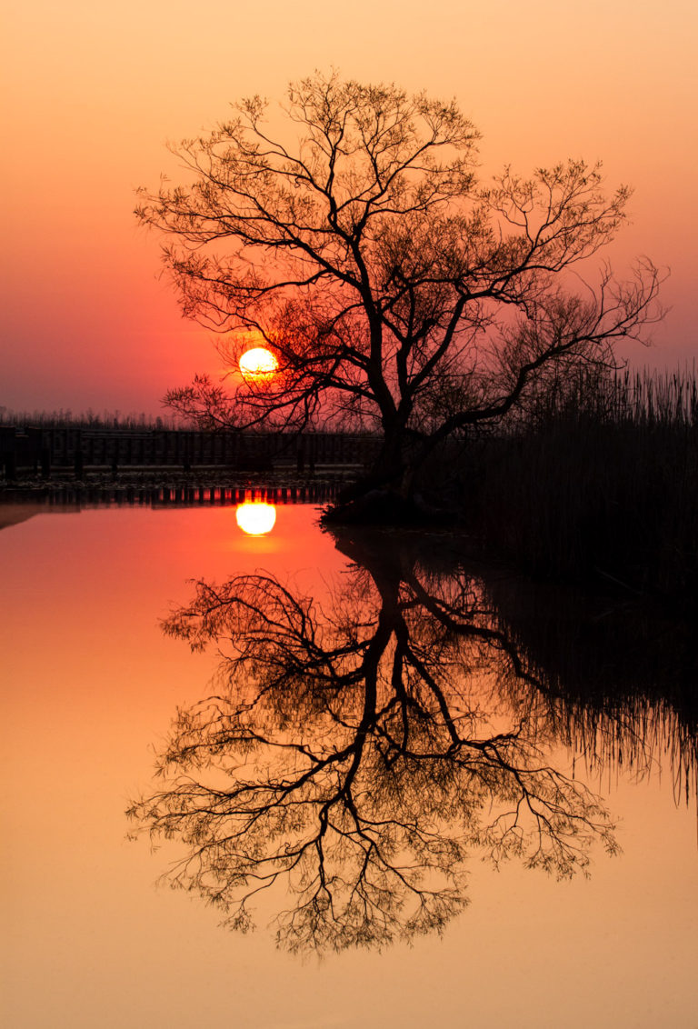 sunrise marsh reflection tree