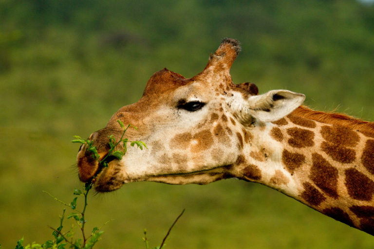 Giraffe eating