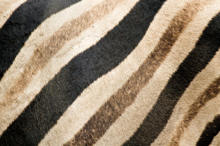 Zebra stripes close-up