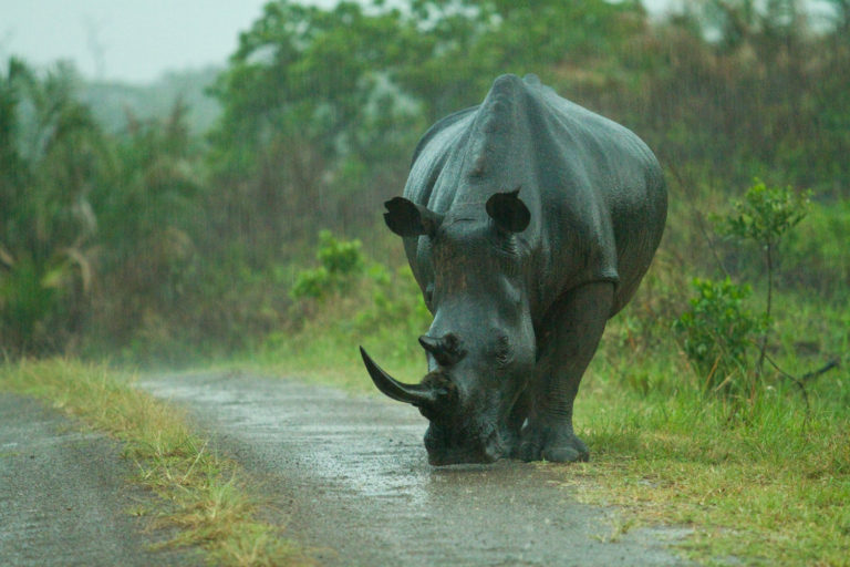 Rhinoceros rain road