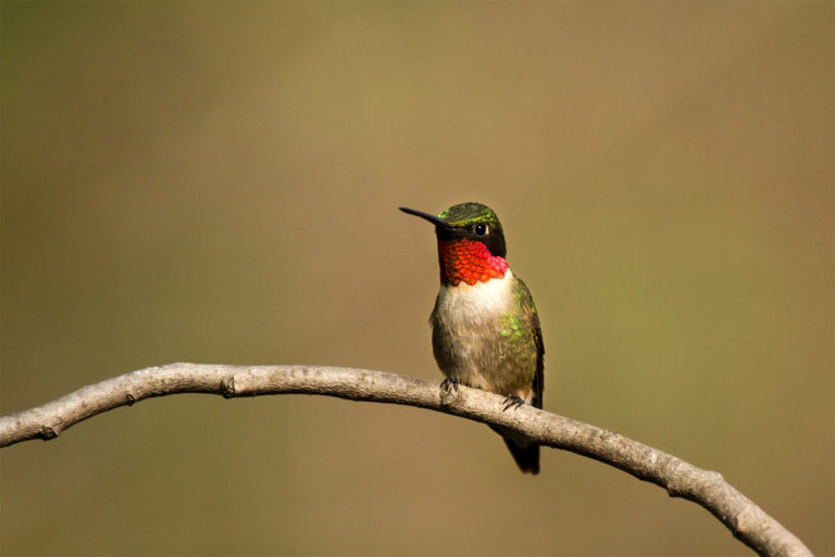 Ruby-throated Hummingbird