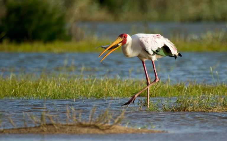 Yellow-billed stork