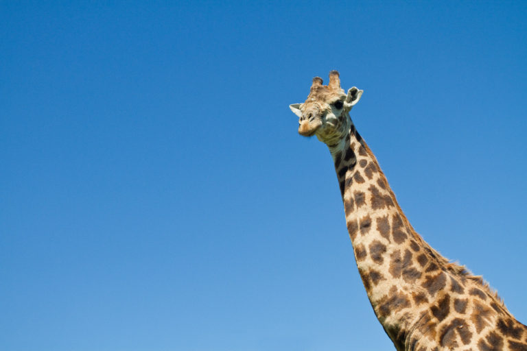 Giraffe blue sky