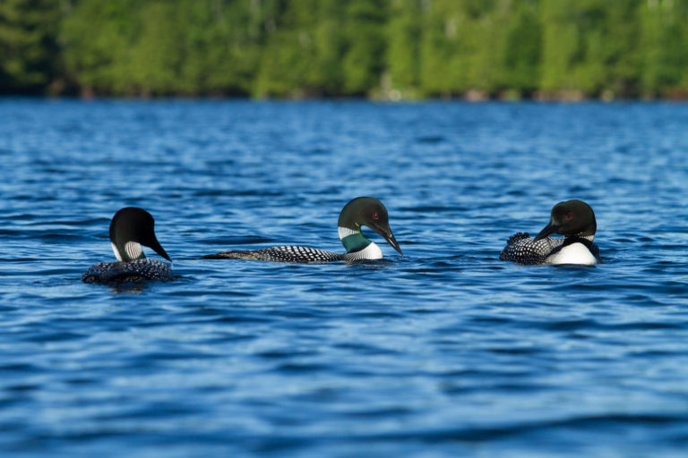 Common loon