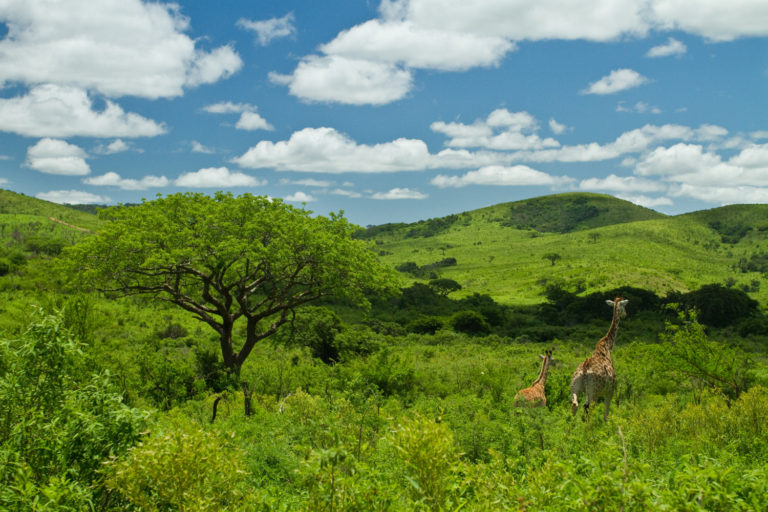 Giraffe family green blue sky