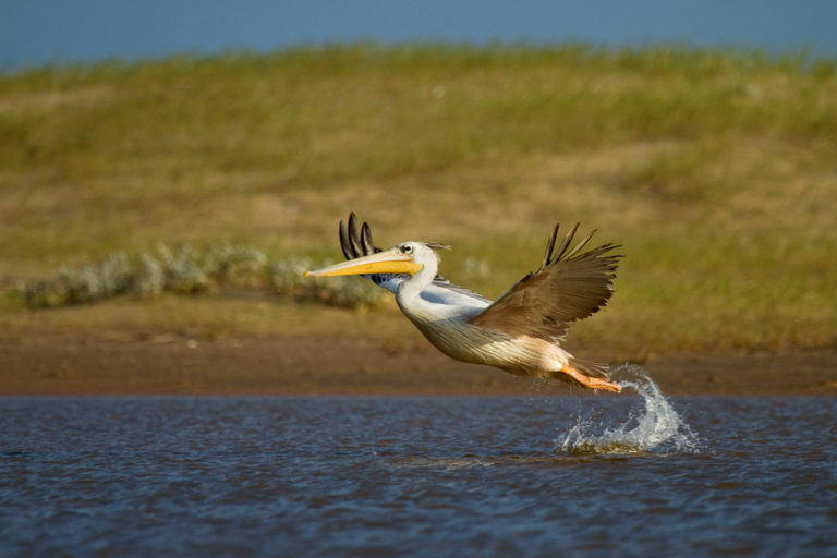 Pink-backed Pelican flight