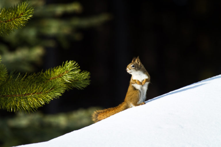 Red squirrel