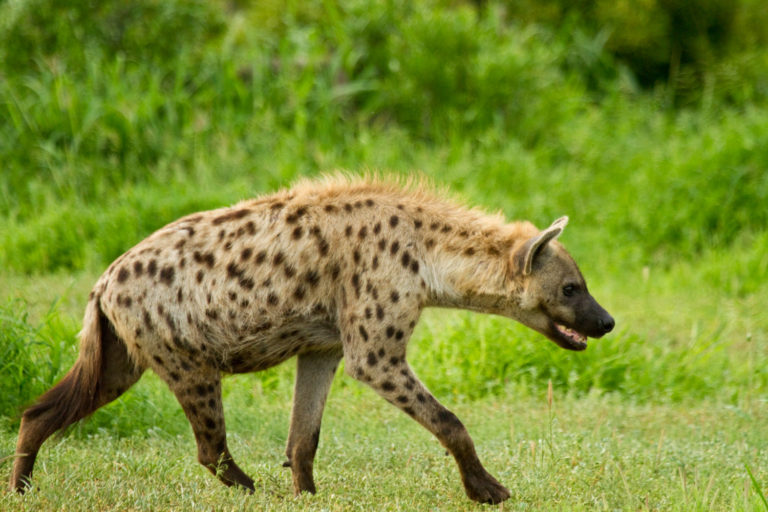 Spotted hyena