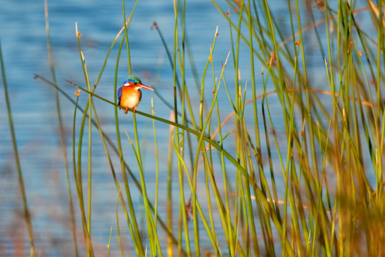 Malachite kingfisher