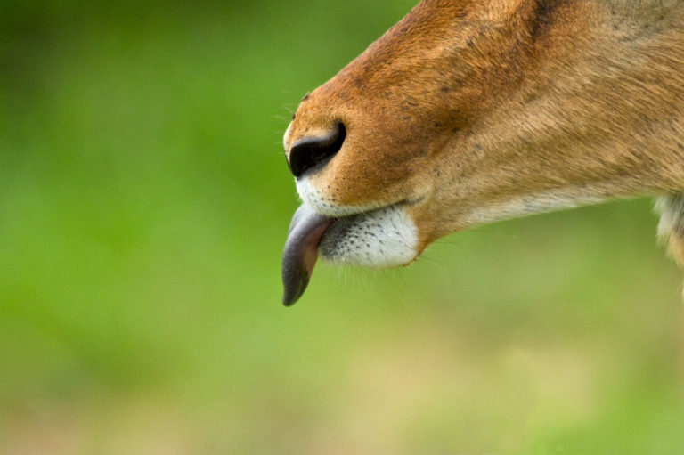 Antelope impala tongue close-up