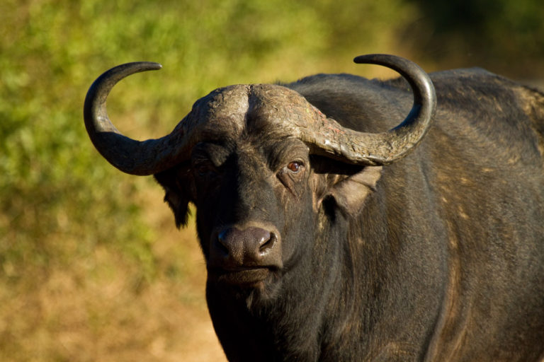 Buffalo stare close-up