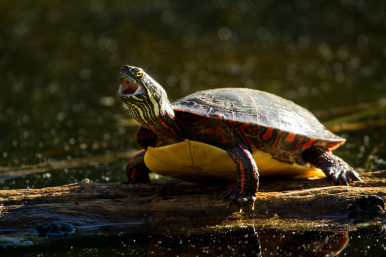 Midland painted turtle