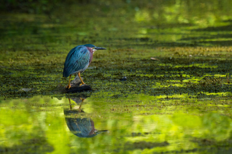 Green heron