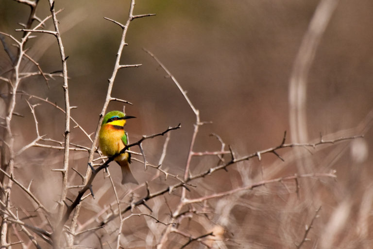 Little Bee-eater