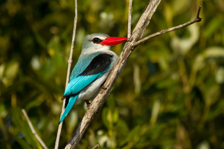 Mangrove Kingfisher