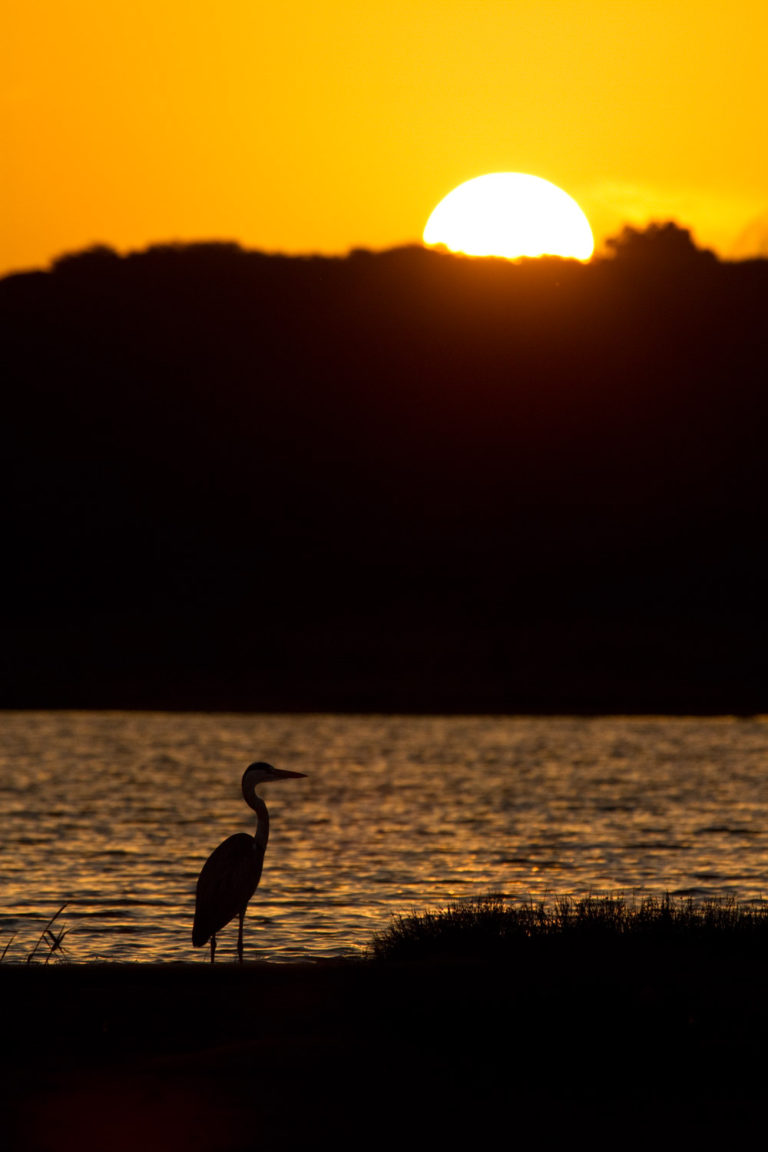 Grey heron sunset