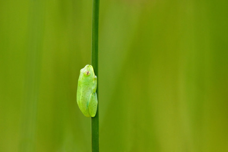 Waterlily frog green camoflauge