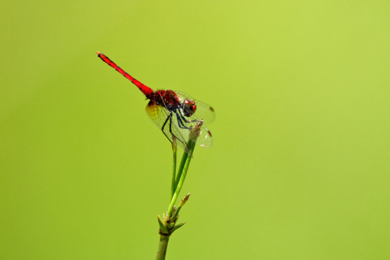 Dragonfly red green