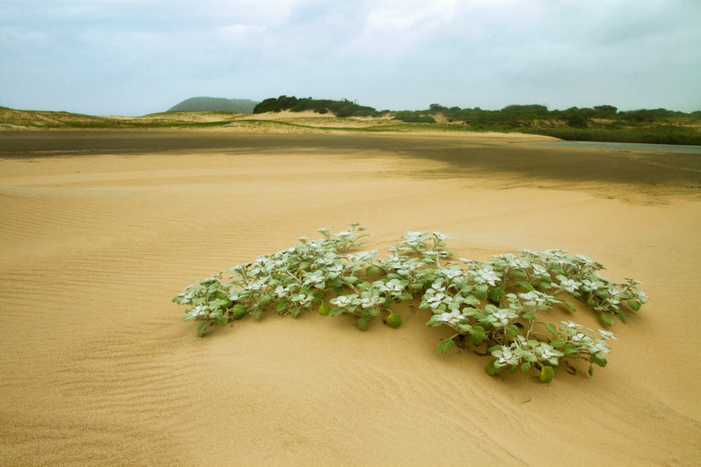 Beach plant estuary