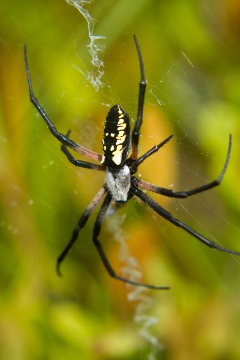 Garden spider