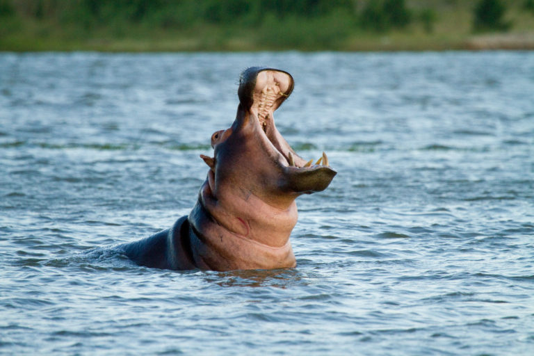 hippopotamus yawn teeth