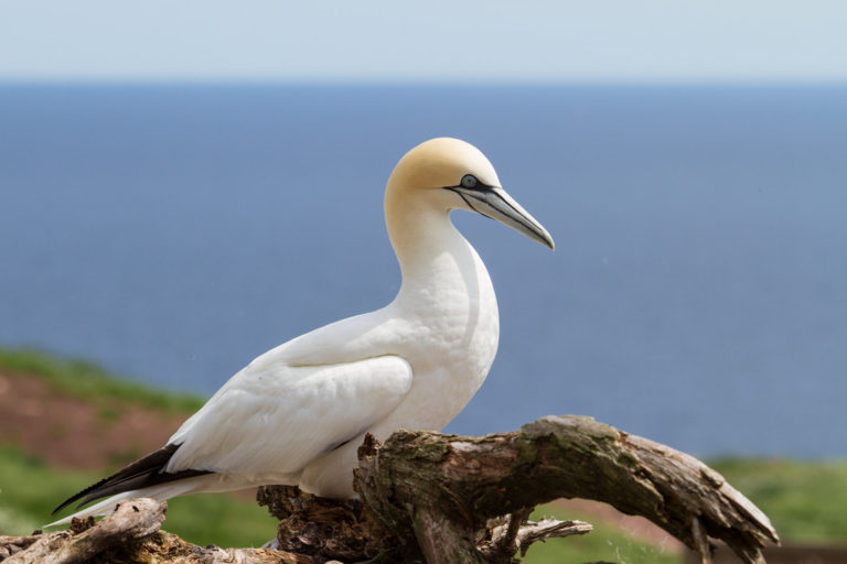 Northern gannet