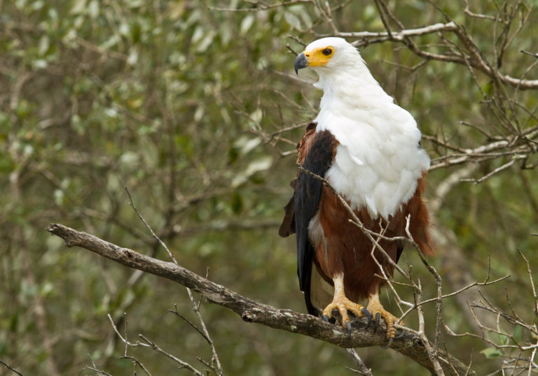 African fish eagle