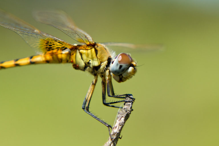 Dragonfly close-up